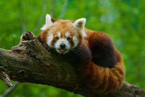 rode panda info zoeken