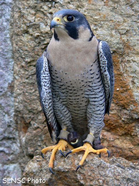 peregrine falcon bird info  wildlife photographs