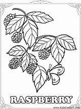 Berries Getdrawings sketch template