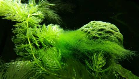 rid  green hair algae   aquarium