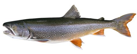 lake trout fishes world hd images