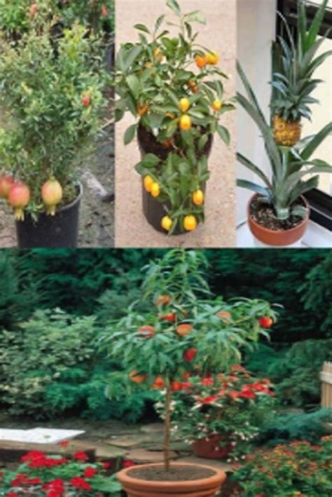 fruit trees   grow  pots easily video gardening ideas