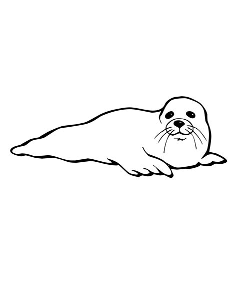 draw  baby seal baby seal pup step  step sea zoo