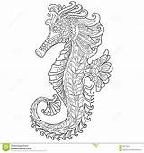 Seahorse Coloring Adults Pages Stylized Zentangle Illustration Vector Stock Contents sketch template
