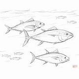 Coloring Pages Salmon Pacific Animals Monkey Ermine sketch template