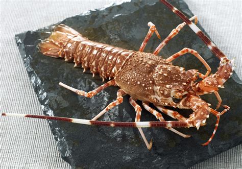 spiny lobster pacific seafood