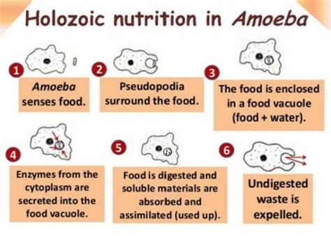 nutrition  amoeba mode  complete process