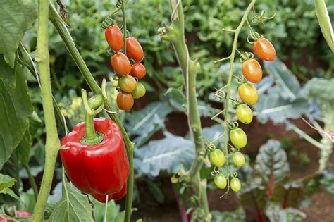 companion plants  grow    tomatoes