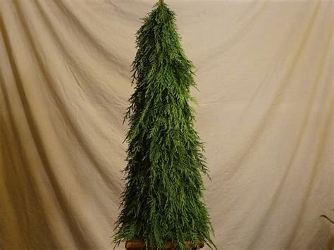 completed leyland cypress cone karl gercens flickr