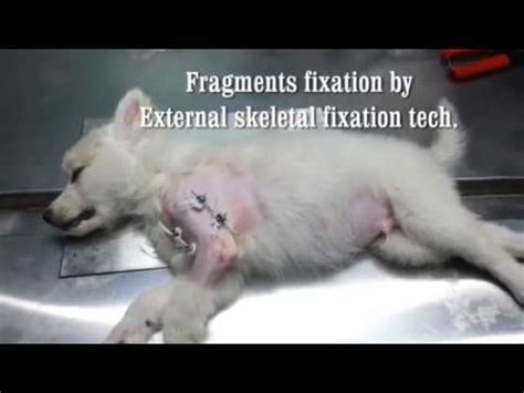 dog humerus fracture fixation  external skeletal fixation method youtube
