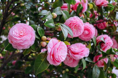 reasons   camellia isnt blooming gardeners path