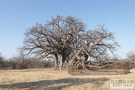 sagole big tree giant in venda baobab