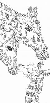 Coloring Giraffe Zentangle Verob Ausmalen Mandalas Giraffen Malvorlagen sketch template