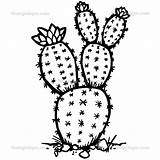 Cactus Pear Prickly Drawing Line Getdrawings Nichols Kira sketch template