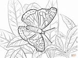 Admiral Red Coloring Butterfly Pages Printable Drawing sketch template