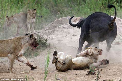 buffalo gores lion  tosses    air  pride attacks
