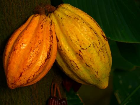 kakao foto bild pflanzen pilze flechten fruechte und beeren