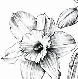 Narcissus Daffodil Tattoo Print Pencil Botanical Daffodils Hygge sketch template