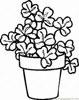 Plant Coloring Plants Pages Kids Drawing Printable Shamrock Kindergarten Colouring Colored Adults Color Sea Pot Bamboo Getcolorings Rose Print Getdrawings sketch template
