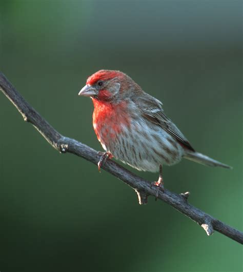 mexicanus house finch