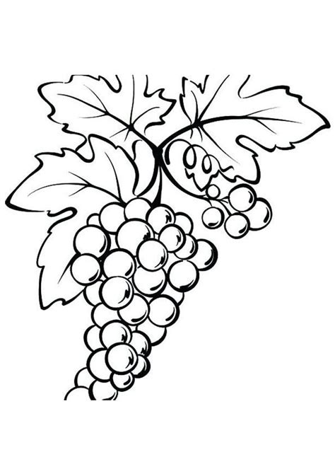 bunch  grapes  leaf coloring page  kids grape drawing fruit