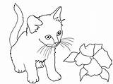 Coloring Kitten Flower Cat Pages Print sketch template
