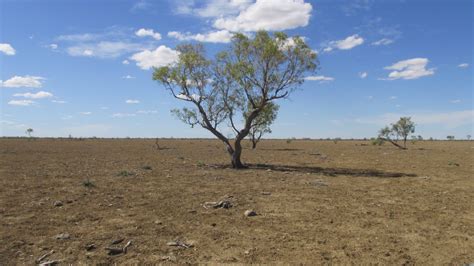 drought pushes west qld producers  exhaustion sheep central