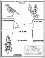 Tree Worksheets License sketch template
