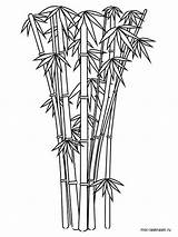 Bamboo Coloring Pages Tree Sketch Colouring Autumn Picolour Shoot Coloringbay Paintingvalley sketch template