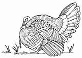 Turkey Coloring Pages Thanksgiving Realistic Wild Drawing Printable Hunting Bird Draw Color Animals Kids Adults Adult Drawings Contest Bha Az sketch template
