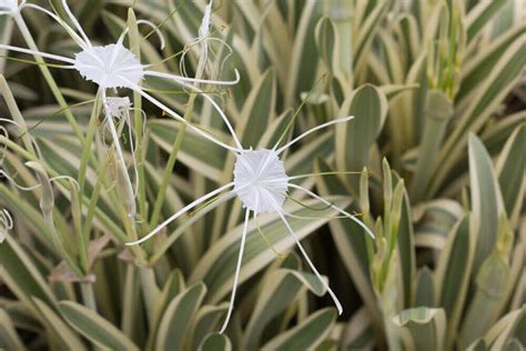 hymenocallis decoration plants