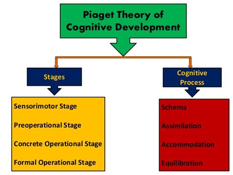 jean piagets theory  cognitive development