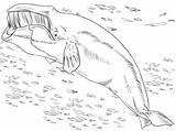 Wieloryb Kolorowanka Kolorowanki Capodoglio Druku Bowhead Kategorii Balenottera Beluga sketch template