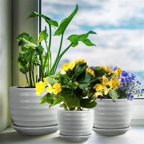 flower pots  enhances  indoor house