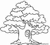Coloring Pages Tree Trees Set Treehut Sharma Swati sketch template
