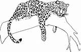 Jaguars Giaguaro Disegno Stampare Raskrasil Stamp Getcolorings sketch template