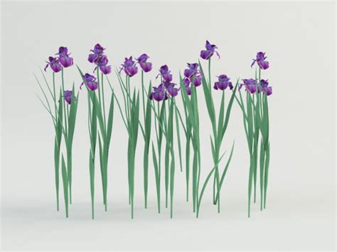 model iris flower