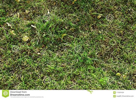 spring grass start  grow background stock photo image