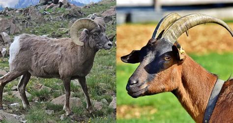 goat  ram differences  appearance habitat behavior