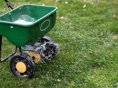 tips  feeding lawns     put fertilizer  lawn