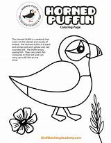 Puffin Horned sketch template