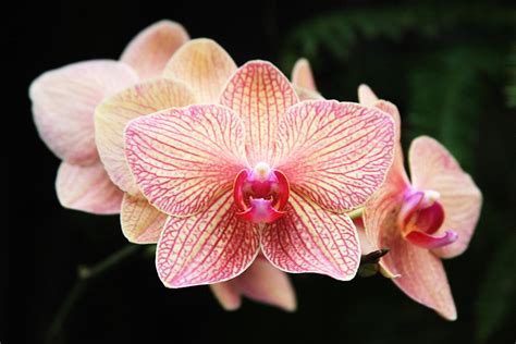 peach orchid photograph  danielle gareau