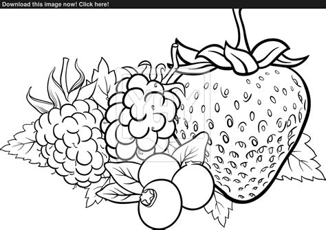 berry coloring   designlooter