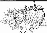 Coloring Berry Book Designlooter Fruits Illustration Vector Drawings sketch template