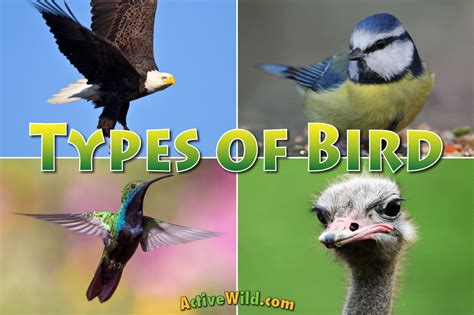 types  birds list  pictures interesting facts