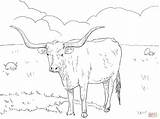 Coloring Longhorn Texas Pages Cow Drawing Printable Baby Cattle Flag Angus Longhorns Supercoloring Color China Kids Main Ausmalbild Crafts Drawings sketch template