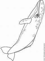 Whale Gray Coloring Pages Drawing Getdrawings sketch template
