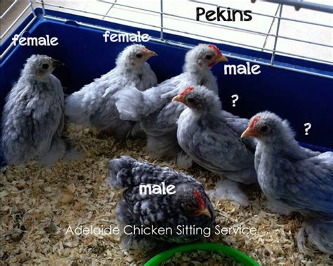 How To Tell A Rooster From A Hen At 2 Weeks