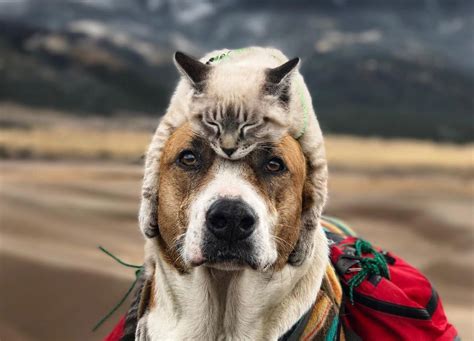 cat  dog duo love travelling