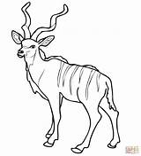 Kudu Coloring Antelope Pages Impala African Pronghorn Woodland Color Printable Drawing Drawings Supercoloring 71kb 1500 Results Categories sketch template